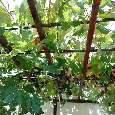 цвят бяло דירה